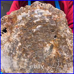 15.84lb Natural Petrified Wood Fossil Crystal Polished Slice