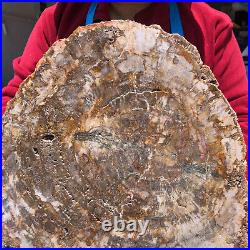 15.84lb Natural Petrified Wood Fossil Crystal Polished Slice