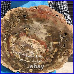15.95LB Natural Petrified Wood Fossil Crystal Polished Slice Madagascar