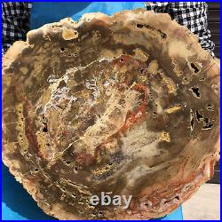 15.95LB Natural Petrified Wood Fossil Crystal Polished Slice Madagascar