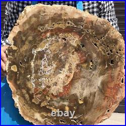 15.95LB Natural Petrified Wood Fossil Crystal Polished Slice- Madagascar