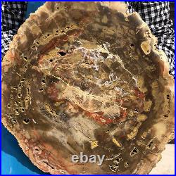 15.95LB Natural Petrified Wood Fossil Crystal Polished Slices Healing HH33