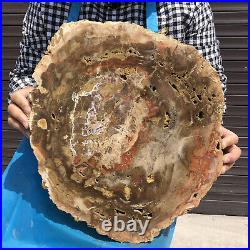 15.95LB Natural Petrified Wood Fossil Crystal Polished Slices Healing HH33
