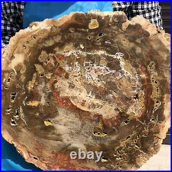 15.95LB Natural Petrified Wood Slice Real Authentic Piece History Fossil 33