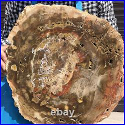 15.95LB Natural petrified wood fossil crystal polished Madagascar