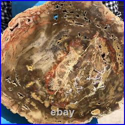 15.95LB Natural petrified wood fossil crystal polished Madagascar