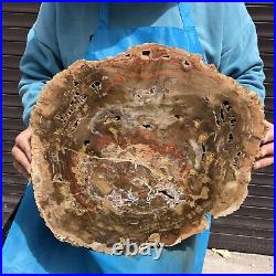 15.97LB Natural Petrified Wood Fossil Crystal Polished Slice- Madagascar