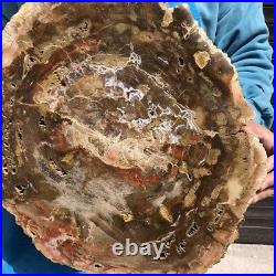 15.97LB Natural Petrified Wood Fossil Crystal Polished Slice Madagascar 2588