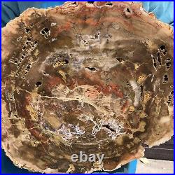 15.97LB Natural petrified wood fossil crystal polished Madagascar