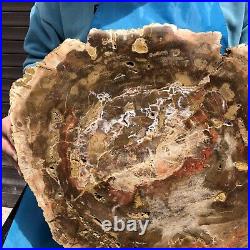 15.97LB Natural petrified wood fossil crystal polished Madagascar