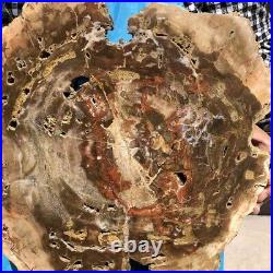 15.9LB Natural Petrified Wood Fossil Crystal Polished Slice Madagascar 2591
