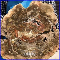 15.9LB Natural Petrified Wood Fossil Crystal Polished Slices Healing HH20
