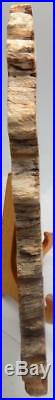 15 Petrified Wood Slab Polished on Both Sides WithStand H725