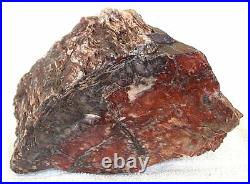 15 Pound 12 Ounce Arizona Petrified Rainbow Agate Fossil Wood Trunk EBS2246