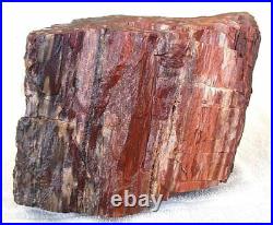 15 Pound 12 Ounce Arizona Petrified Rainbow Agate Fossil Wood Trunk EBS2246