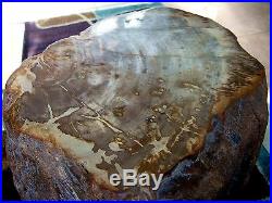 15 TALL 2.2 6.2 million YEAR OLD PETRIFIED WOOD LOG ARGENTINA MUSEUM QUALITY