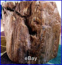 15 TALL 2.2 6.2 million YEAR OLD PETRIFIED WOOD LOG ARGENTINA MUSEUM QUALITY