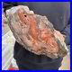 15lb_Rare_Natural_petrified_wood_rough_Wood_fossil_mineral_specimen_healing_01_rht