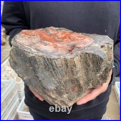 15lb Rare Natural petrified wood rough Wood fossil mineral specimen healing 15lb Rare Natural petrified wood rough Wood fossil mineral specimen healing