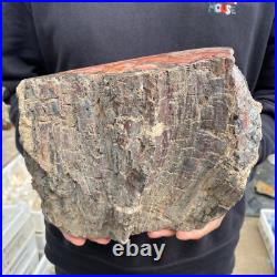 15lb Rare Natural petrified wood rough Wood fossil mineral specimen healing 15lb Rare Natural petrified wood rough Wood fossil mineral specimen healing