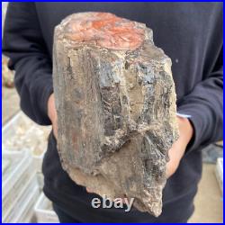 15lb Rare Natural petrified wood rough Wood fossil mineral specimen healing 15lb Rare Natural petrified wood rough Wood fossil mineral specimen healing