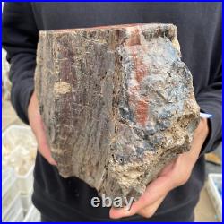 15lb Rare Natural petrified wood rough Wood fossil mineral specimen healing 15lb Rare Natural petrified wood rough Wood fossil mineral specimen healing