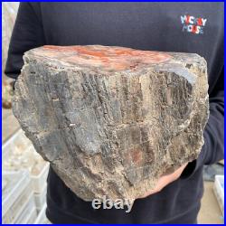 15lb Rare Natural petrified wood rough Wood fossil mineral specimen healing 15lb Rare Natural petrified wood rough Wood fossil mineral specimen healing