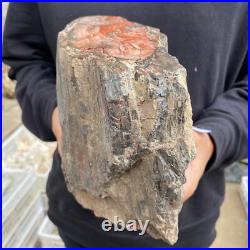 15lb Rare Natural petrified wood rough Wood fossil mineral specimen healing 15lb Rare Natural petrified wood rough Wood fossil mineral specimen healing