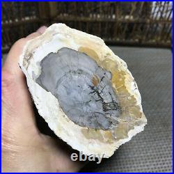1640g Beautiful Polished Petrified Wood Crystal Slice Madagascar 6499
