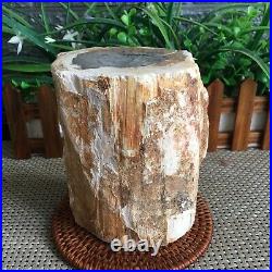 1640g Beautiful Polished Petrified Wood Crystal Slice Madagascar mn1409
