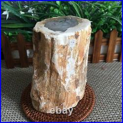 1640g Beautiful Polished Petrified Wood Crystal Slice Madagascar mn1409