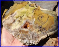 1650gr Rare Fossil Petrified Wood Opalized, Natural Large Rough Slab Specimen 1650gr Rare Fossil Petrified Wood Opalized, Natural Large Rough Slab Specimen