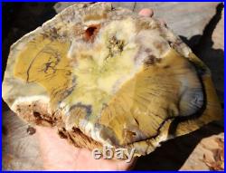 1650gr Rare Fossil Petrified Wood Opalized, Natural Large Rough Slab Specimen 1650gr Rare Fossil Petrified Wood Opalized, Natural Large Rough Slab Specimen