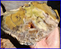 1650gr Rare Fossil Petrified Wood Opalized, Natural Large Rough Slab Specimen 1650gr Rare Fossil Petrified Wood Opalized, Natural Large Rough Slab Specimen