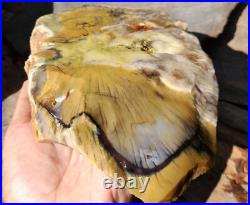 1650gr Rare Fossil Petrified Wood Opalized, Natural Large Rough Slab Specimen 1650gr Rare Fossil Petrified Wood Opalized, Natural Large Rough Slab Specimen
