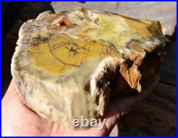 1650gr Rare Fossil Petrified Wood Opalized, Natural Large Rough Slab Specimen 1650gr Rare Fossil Petrified Wood Opalized, Natural Large Rough Slab Specimen