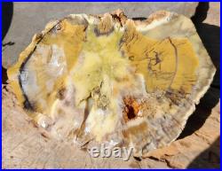 1650gr Rare Fossil Petrified Wood Opalized, Natural Large Rough Slab Specimen 1650gr Rare Fossil Petrified Wood Opalized, Natural Large Rough Slab Specimen