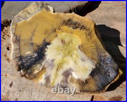 1650gr Rare Fossil Petrified Wood Opalized, Natural Large Rough Slab Specimen 1650gr Rare Fossil Petrified Wood Opalized, Natural Large Rough Slab Specimen
