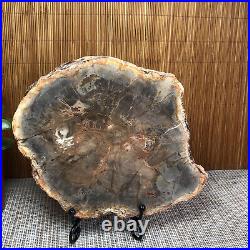 165MM Natural Petrified Wood Fossil Crystal Rough Slice From Madagascar A1531