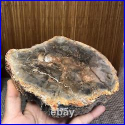 165MM Natural Petrified Wood Fossil Crystal Rough Slice From Madagascar A1531