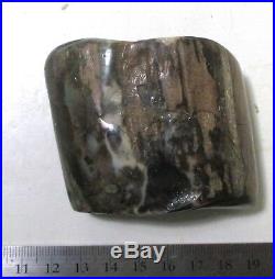 165 gram Opalized wood fossil Virgin Valley opal Miocene Denio, NV fossil