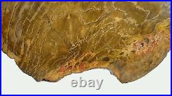 1687 Grams Pentoxylon Jurassic Injun Creek Formation Petrified Wood Australia