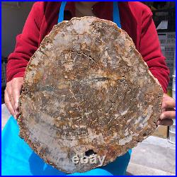 16.08LB Natural Petrified Wood Crystal Fossil Slice Shape Specimen Healing