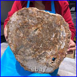 16.08LB Natural Petrified Wood Crystal Fossil Slice Shape Specimen Healing