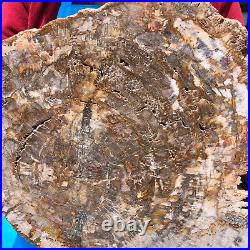 16.08LB Natural Petrified Wood Crystal Fossil Slice Shape Specimen Healing