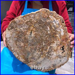 16.08LB Natural Petrified Wood Crystal Fossil Slice Shape Specimen Healing