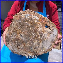 16.08LB Natural Petrified Wood Crystal Fossil Slice Shape Specimen Healing