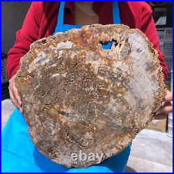 16.08LB Natural Petrified Wood Crystal Fossil Slice Shape Specimen Healing