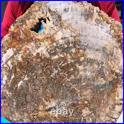 16.08LB Natural Petrified Wood Crystal Fossil Slice Shape Specimen Healing