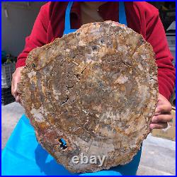 16.08LB Natural Petrified Wood Crystal Fossil Slice Shape Specimen Healing